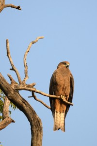 black kite  Milvus migrans