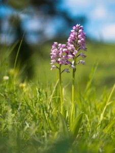 Military Orchid